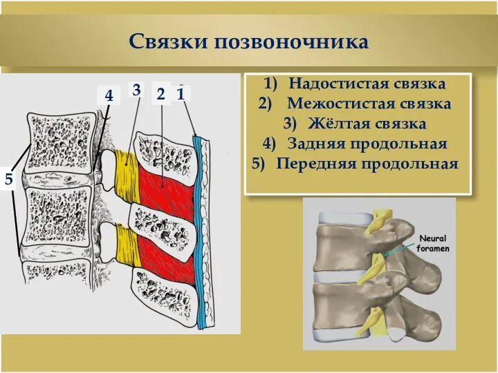 Связки позвоночника Надостистая связка Межостистая связка Жёлтая связка Задняя продольная Передняя