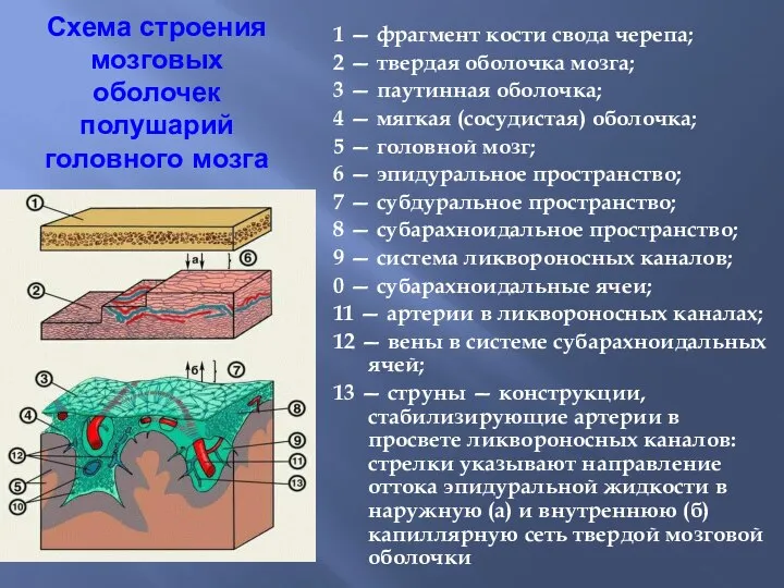 Схема строения мозговых оболочек полушарий головного мозга 1 — фрагмент кости