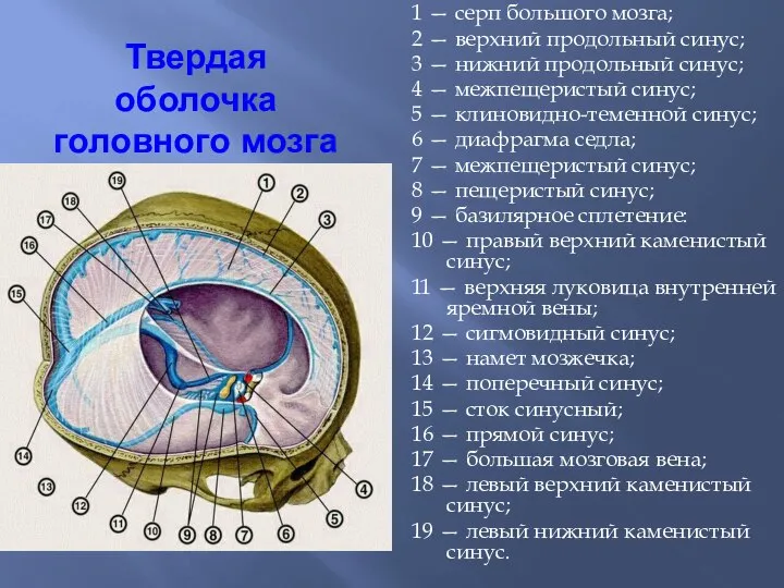 Твердая оболочка головного мозга 1 — серп большого мозга; 2 —