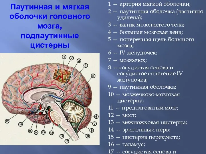 Паутинная и мягкая оболочки головного мозга, подпаутинные цистерны 1 — артерия