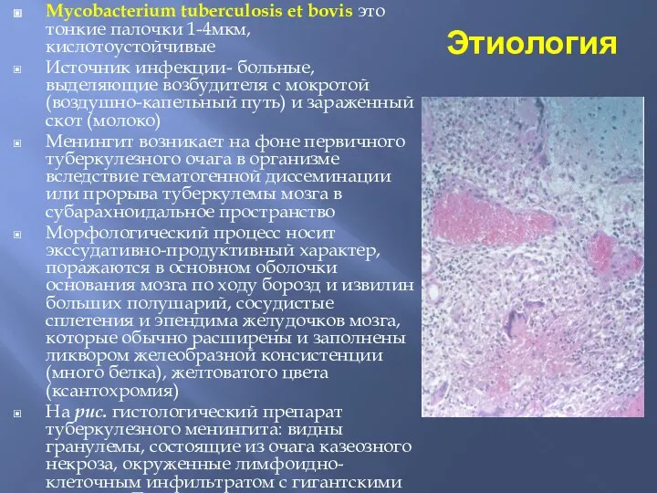 Этиология Mycobacterium tuberculosis et bovis это тонкие палочки 1-4мкм, кислотоустойчивые Источник