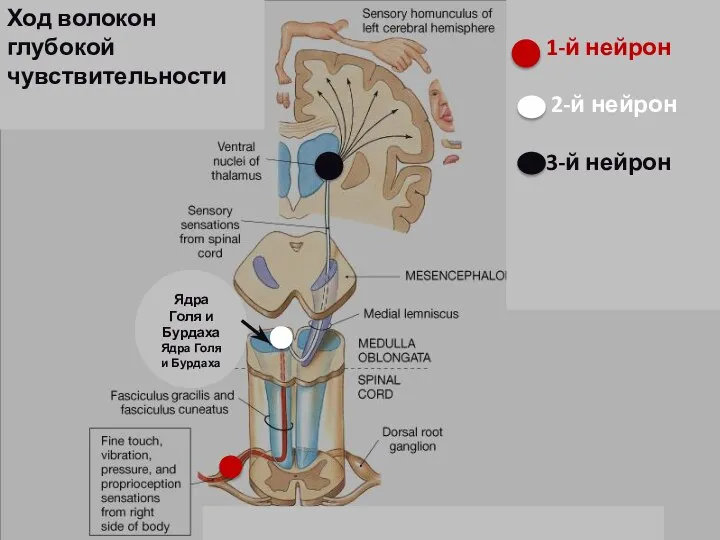 Ядра Голя и БурдахаЯдра Голя и Бурдаха Ход волокон глубокой чувствительности