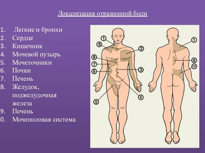 Локализация отраженной боли Легкие и бронхи Сердце Кишечник Мочевой пузырь Мочеточники