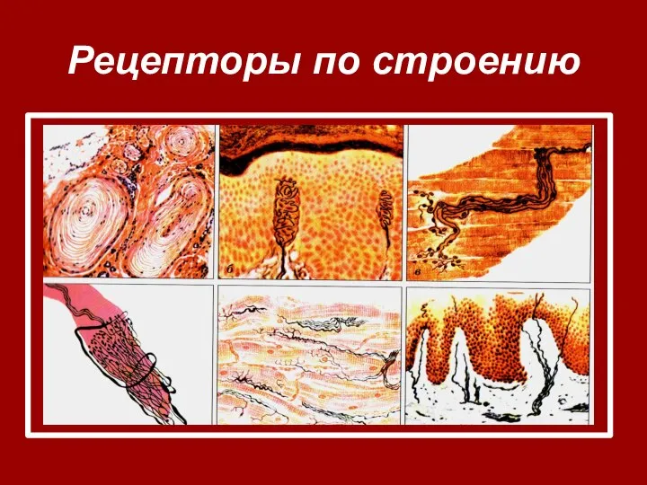 Рецепторы по строению