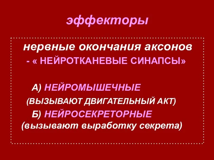 эффекторы нервные окончания аксонов - « НЕЙРОТКАНЕВЫЕ СИНАПСЫ» А) НЕЙРОМЫШЕЧНЫЕ (ВЫЗЫВАЮТ