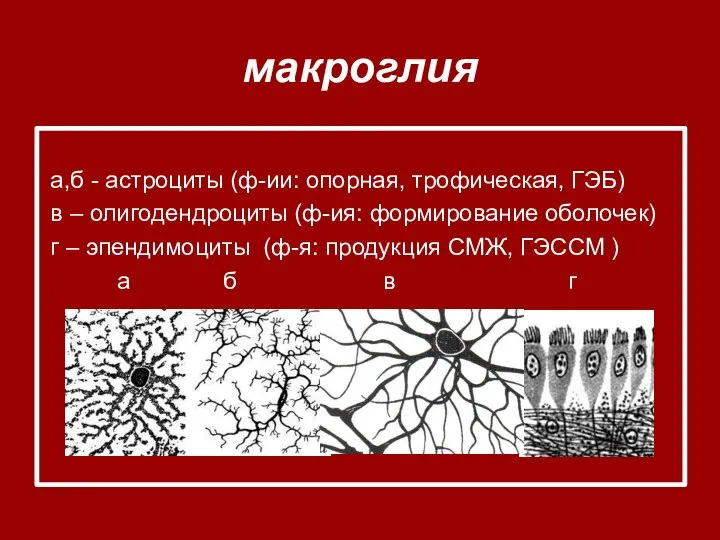 макроглия а,б - астроциты (ф-ии: опорная, трофическая, ГЭБ) в – олигодендроциты