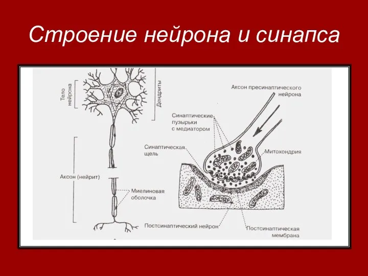 Строение нейрона и синапса