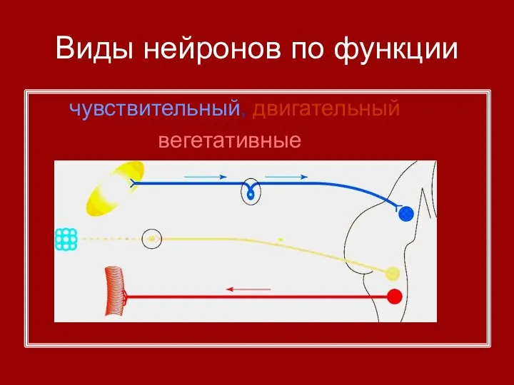 Виды нейронов по функции чувствительный, двигательный вегетативные