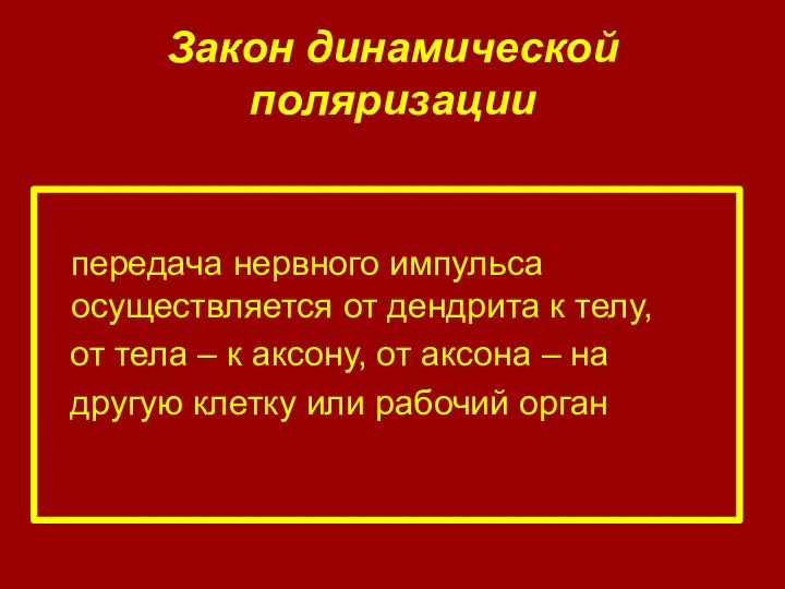 Закон динамической поляризации передача нервного импульса осуществляется от дендрита к телу,