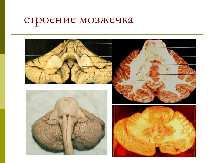 строение мозжечка