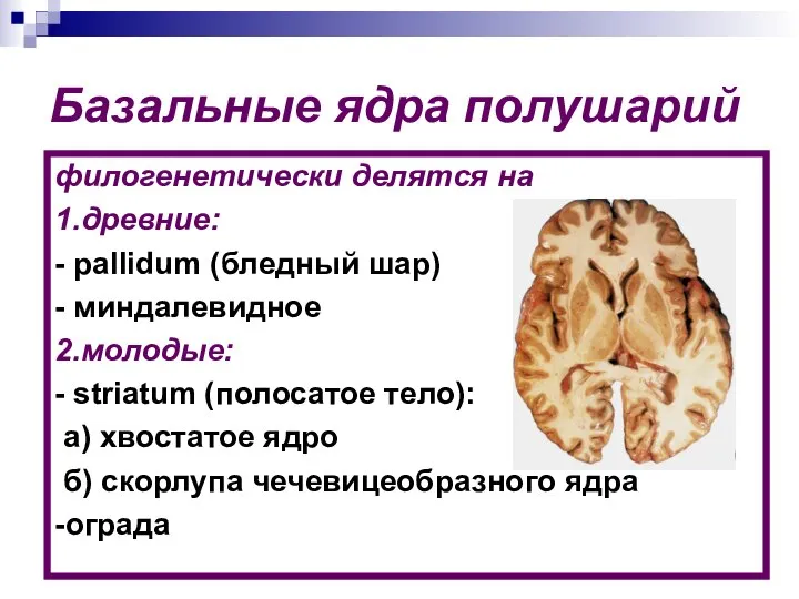 Базальные ядра полушарий филогенетически делятся на 1.древние: - pallidum (бледный шар)