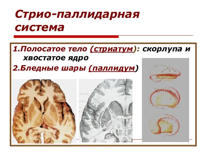 Стрио-паллидарная система 1.Полосатое тело (стриатум): скорлупа и хвостатое ядро 2.Бледные шары (паллидум)