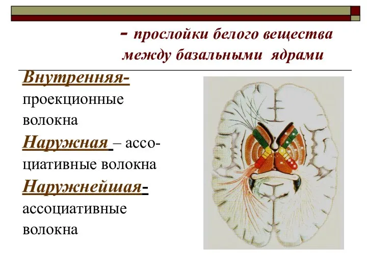 - прослойки белого вещества между базальными ядрами Внутренняя- проекционные волокна Наружная