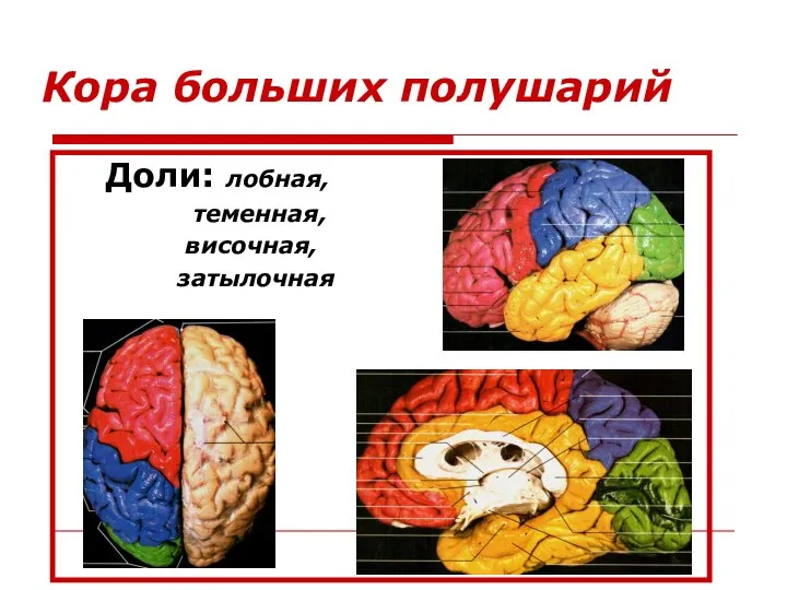 Кора больших полушарий Доли: лобная, теменная, височная, затылочная