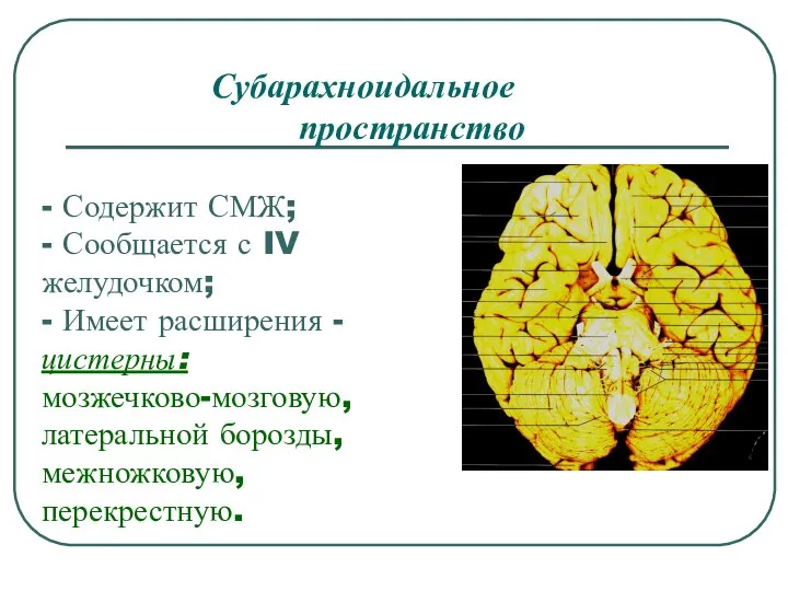 Субарахноидальное пространство - Содержит СМЖ; - Сообщается с IV желудочком; -
