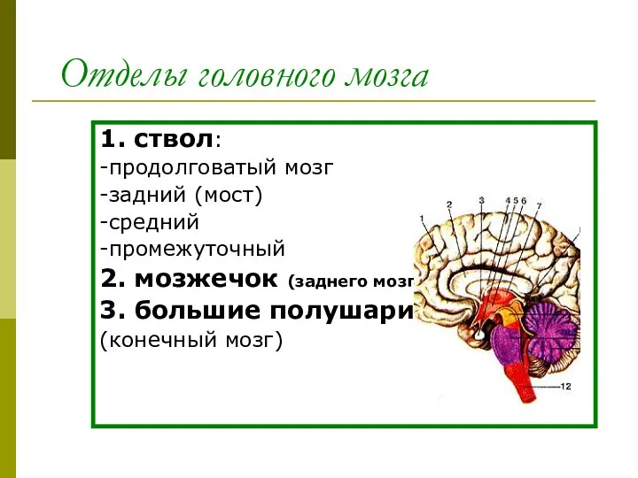 Отделы головного мозга 1. ствол: -продолговатый мозг -задний (мост) -средний -промежуточный