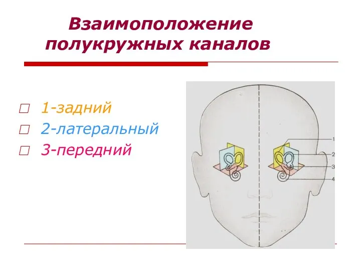 Взаимоположение полукружных каналов 1-задний 2-латеральный 3-передний