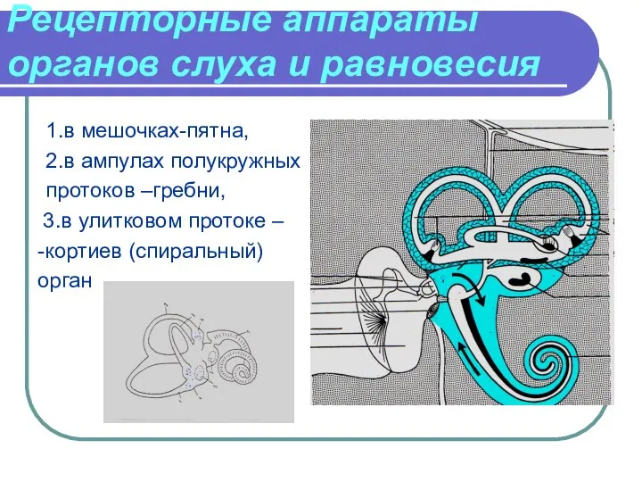 Рецепторные аппараты органов слуха и равновесия 1.в мешочках-пятна, 2.в ампулах полукружных