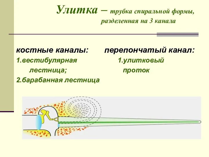 Улитка – трубка спиральной формы, разделенная на 3 канала костные каналы: