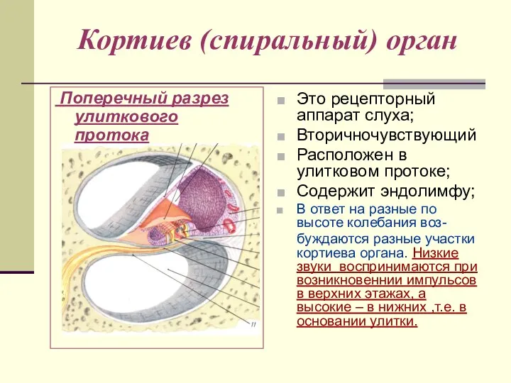 Кортиев (спиральный) орган Поперечный разрез улиткового протока Это рецепторный аппарат слуха;