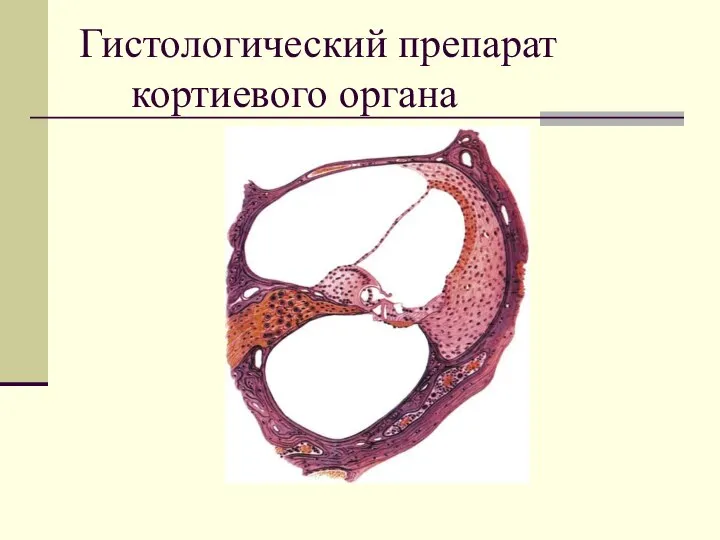 Гистологический препарат кортиевого органа