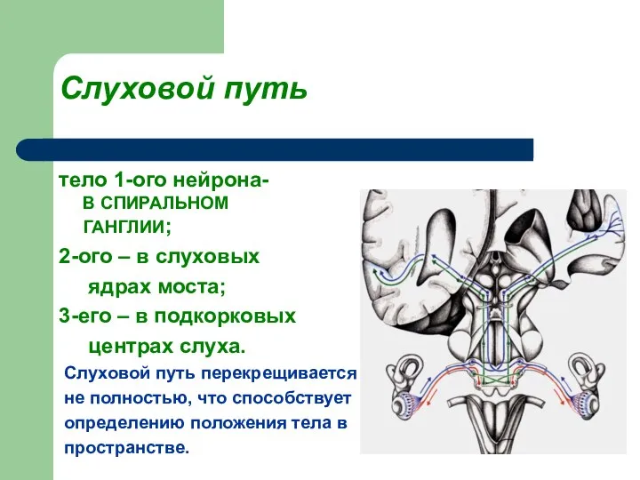 Слуховой путь тело 1-ого нейрона- В СПИРАЛЬНОМ ГАНГЛИИ; 2-ого – в