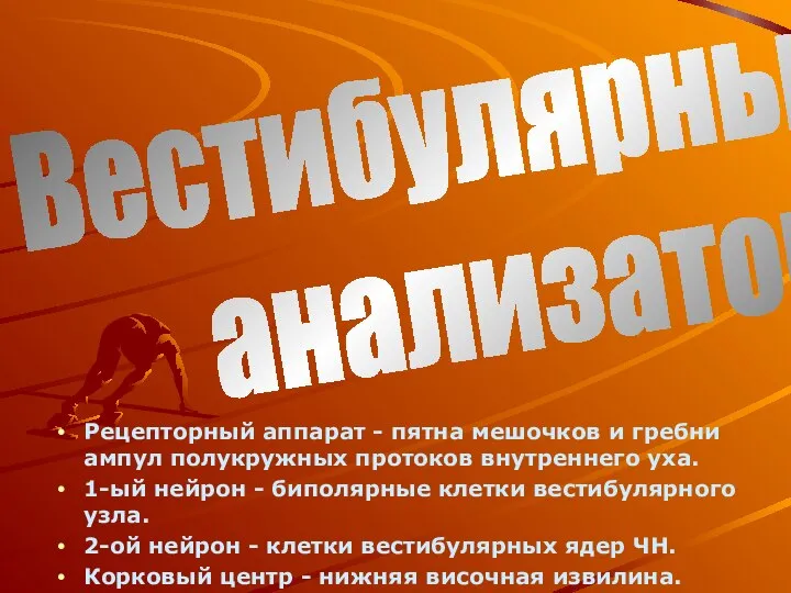 Рецепторный аппарат - пятна мешочков и гребни ампул полукружных протоков внутреннего