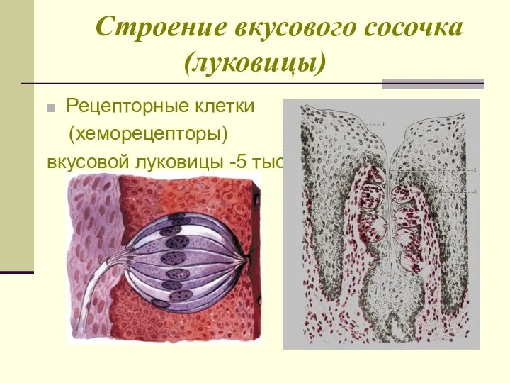 Строение вкусового сосочка (луковицы) Рецепторные клетки (хеморецепторы) вкусовой луковицы -5 тыс.