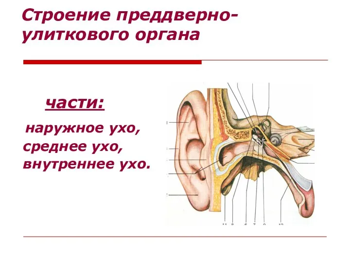 Строение преддверно-улиткового органа части: наружное ухо, среднее ухо, внутреннее ухо.