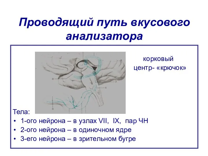 Проводящий путь вкусового анализатора корковый центр- «крючок» Тела: 1-ого нейрона –