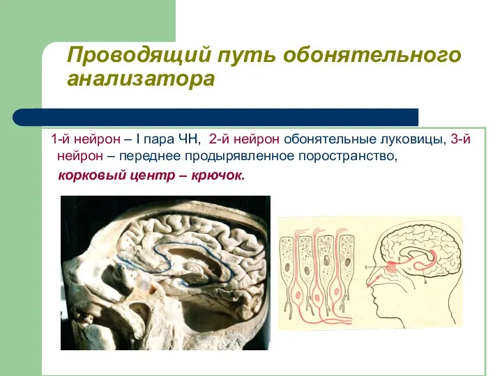 Проводящий путь обонятельного анализатора 1-й нейрон – I пара ЧН, 2-й