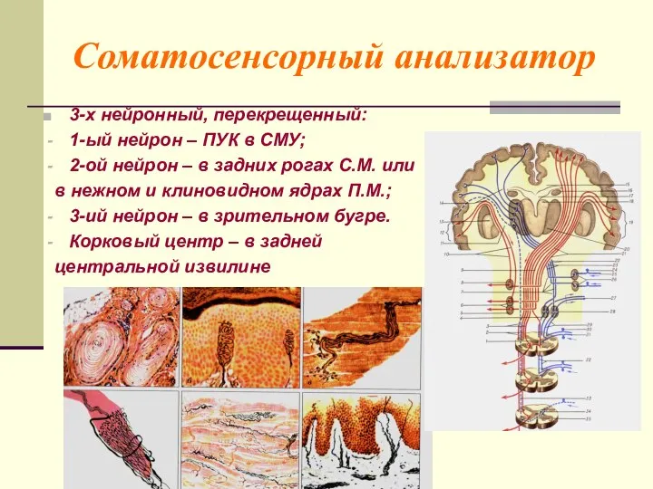 Соматосенсорный анализатор 3-х нейронный, перекрещенный: 1-ый нейрон – ПУК в СМУ;