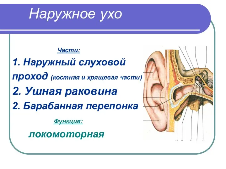 Наружное ухо Части: 1. Наружный слуховой проход (костная и хрящевая части)
