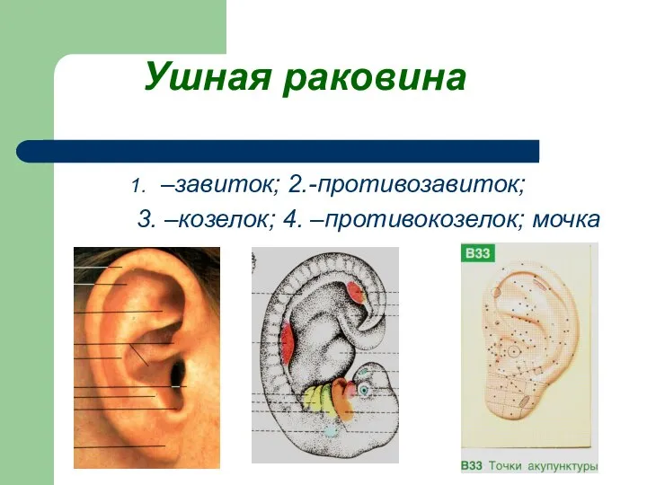 Ушная раковина –завиток; 2.-противозавиток; 3. –козелок; 4. –противокозелок; мочка