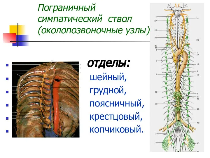 Пограничный симпатический ствол (околопозвоночные узлы) отделы: шейный, грудной, поясничный, крестцовый, копчиковый.