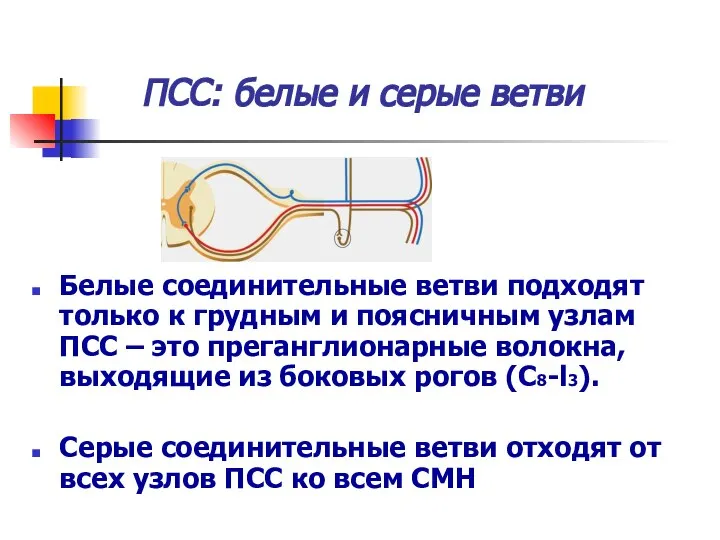 ПСС: белые и серые ветви Белые соединительные ветви подходят только к