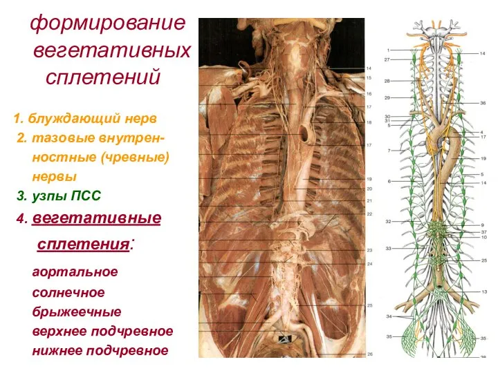 формирование вегетативных сплетений 1. блуждающий нерв 2. тазовые внутрен- ностные (чревные)