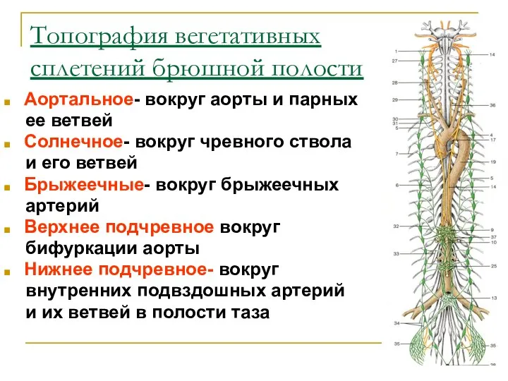 Топография вегетативных сплетений брюшной полости Аортальное- вокруг аорты и парных ее