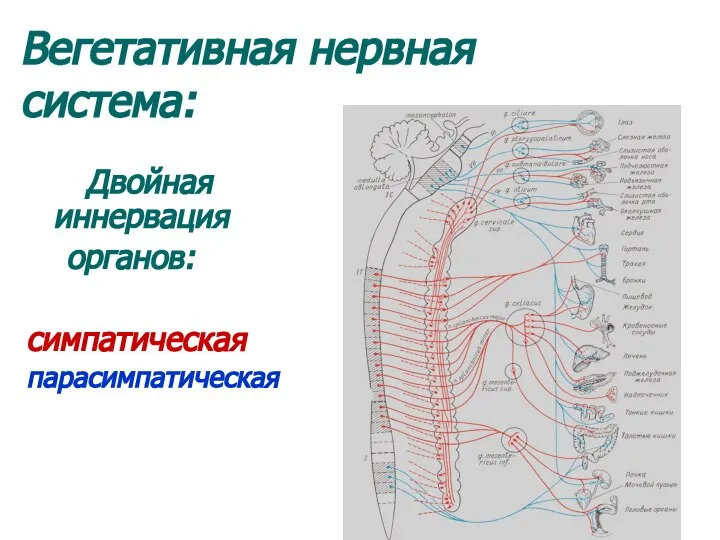 Вегетативная нервная система: Двойная иннервация органов: симпатическая парасимпатическая