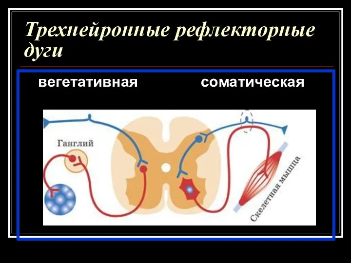 Трехнейронные рефлекторные дуги вегетативная соматическая