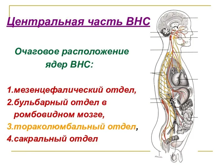 Центральная часть ВНС Очаговое расположение ядер ВНС: 1.мезенцефалический отдел, 2.бульбарный отдел