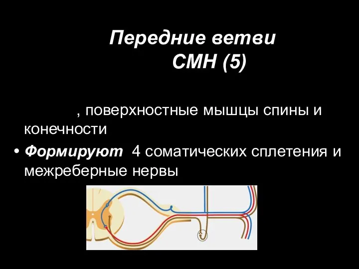 Передние ветви СМН (5) Иннервируют мышцы и кожу груди, живота, поверхностные