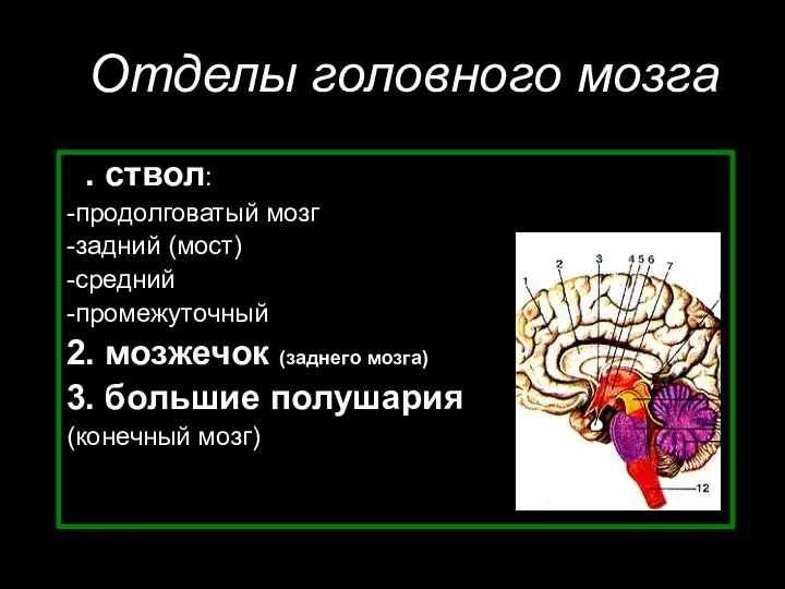 Отделы головного мозга 1. ствол: -продолговатый мозг -задний (мост) -средний -промежуточный