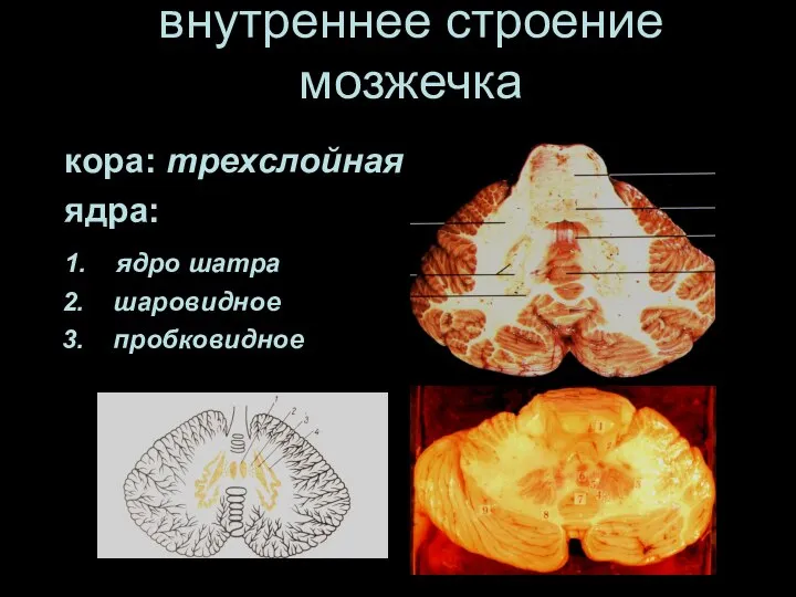 внутреннее строение мозжечка кора: трехслойная ядра: 1. ядро шатра 2. шаровидное 3. пробковидное 4. зубчатое