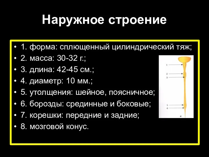 Наружное строение 1. форма: сплющенный цилиндрический тяж; 2. масса: 30-32 г.;