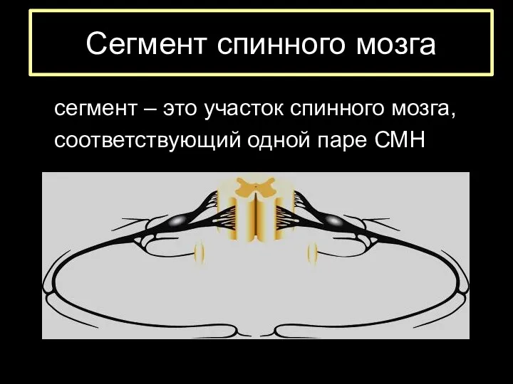 Сегмент спинного мозга сегмент – это участок спинного мозга, соответствующий одной паре СМН