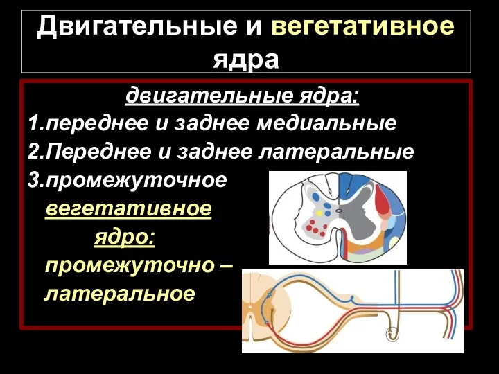 Двигательные и вегетативное ядра двигательные ядра: 1.переднее и заднее медиальные 2.Переднее