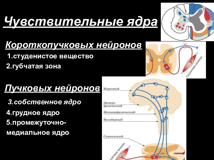 Чувствительные ядра Короткопучковых нейронов 1.студенистое вещество 2.губчатая зона Пучковых нейронов 3.собственное