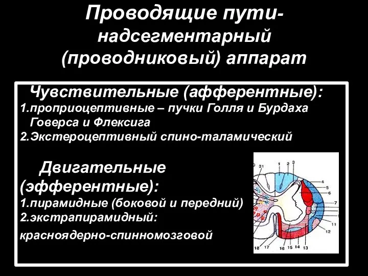 Проводящие пути-надсегментарный (проводниковый) аппарат Чувствительные (афферентные): 1.проприоцептивные – пучки Голля и