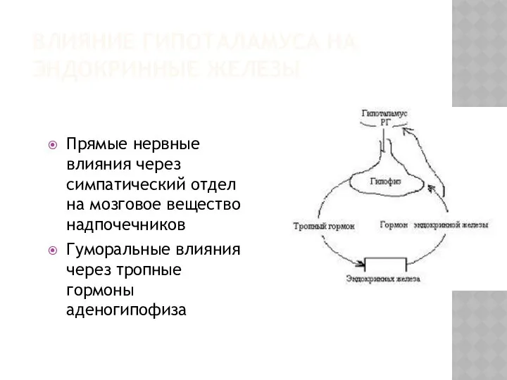 ВЛИЯНИЕ ГИПОТАЛАМУСА НА ЭНДОКРИННЫЕ ЖЕЛЕЗЫ Прямые нервные влияния через симпатический отдел